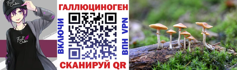 где купить наркоту  Беломорск  Галлюциногенные грибы Cubensis 